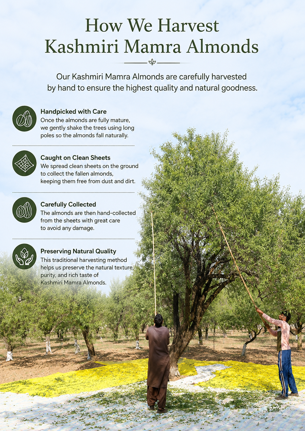 SaffronTownKashmir&Co™ Premium Kashmiri Gulbandi Mamra Almonds, Naturally Sweet, High Oil Content, Up to 60% More Oil Than Regular Almonds, Farm Harvested & Naturally Sun-Dried