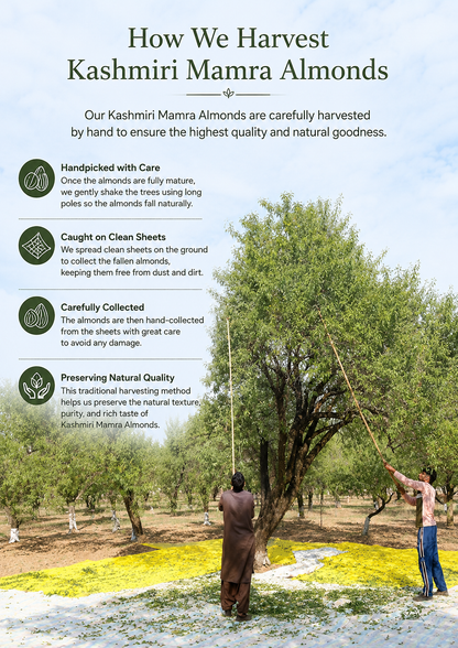 SaffronTownKashmir&Co™ Premium Kashmiri Gulbandi Mamra Almonds, Naturally Sweet, High Oil Content, Up to 60% More Oil Than Regular Almonds, Farm Harvested & Naturally Sun-Dried
