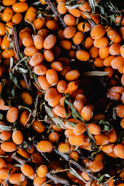 SaffronTownKashmir™ Dried Sea Buckthorn Berries
Nature’s Superberry Rich in Antioxidants & Omega 3, 6, 7, and 9